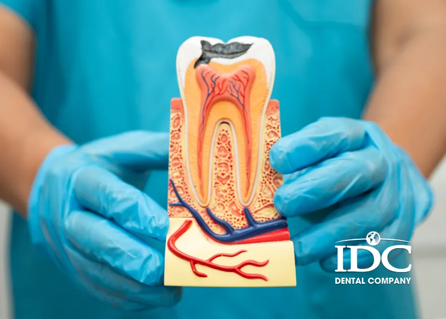 Root Canal Treatment Cost in Da Nang City (2026) Update)
